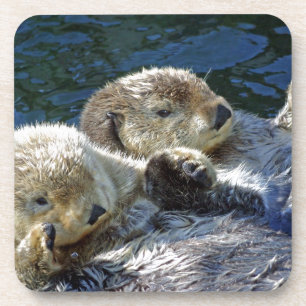 Sea-otters Coaster