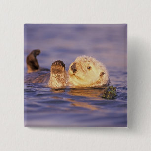 Sea Otters, Enhydra lutris 15 Cm Square Badge