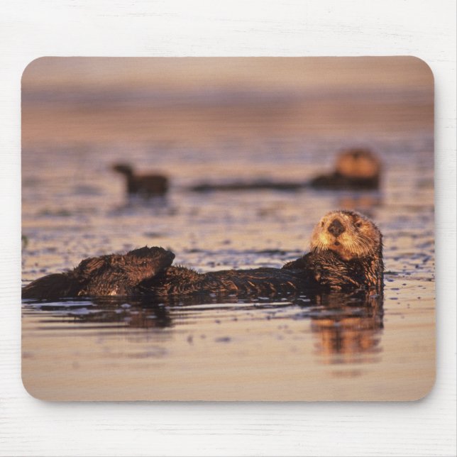 Sea Otters, Enhydra lutris 3 Mouse Pad (Front)