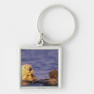 Sea Otters, Enhydra lutris 4 Key Ring