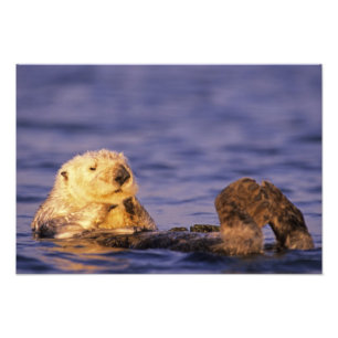 Sea Otters, Enhydra lutris 4 Photo Print