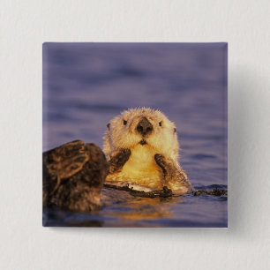 Sea Otters, Enhydra lutris 5 15 Cm Square Badge