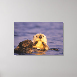 Sea Otters, Enhydra lutris 5 Canvas Print