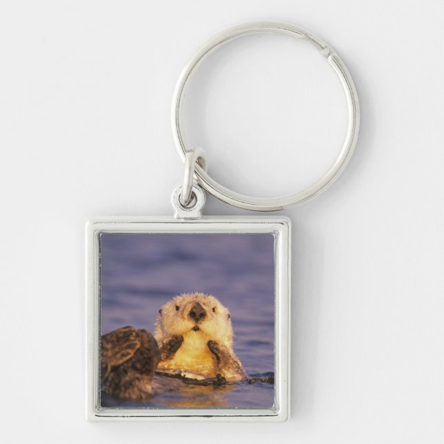 Sea Otters, Enhydra lutris 5 Key Ring (Front)