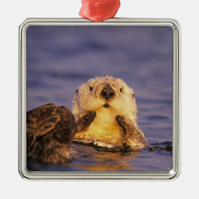 Sea Otters, Enhydra lutris 5 Metal Tree Decoration (Front)