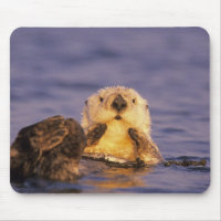 Sea Otters, Enhydra lutris 5