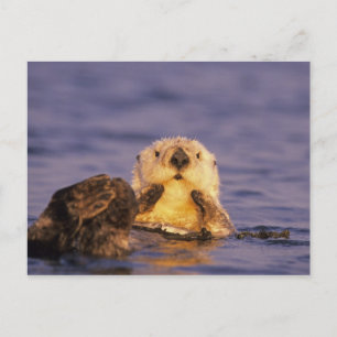 Sea Otters, Enhydra lutris 5 Postcard