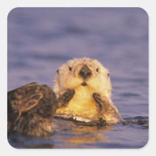 Sea Otters, Enhydra lutris 5 Square Sticker