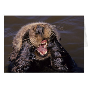 Sea Otters, Enhydra lutris 6