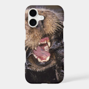 Sea Otters, Enhydra lutris 6