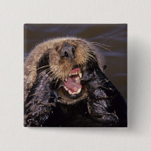 Sea Otters, Enhydra lutris 6 15 Cm Square Badge