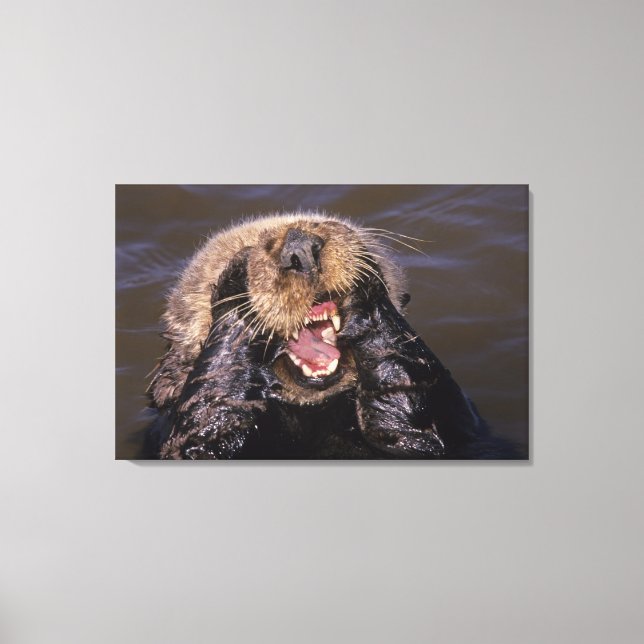 Sea Otters, Enhydra lutris 6 Canvas Print (Front)