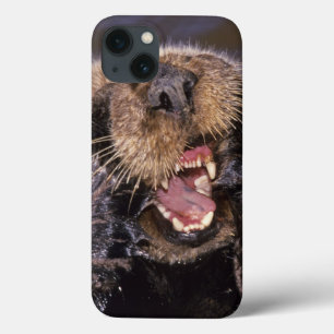 Sea Otters, Enhydra lutris 6 iPhone 13 Case
