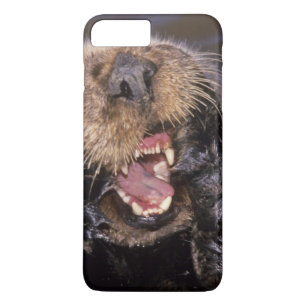 Sea Otters, Enhydra lutris 6 Case-Mate iPhone Case