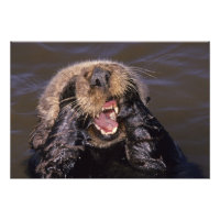 Sea Otters, Enhydra lutris 6