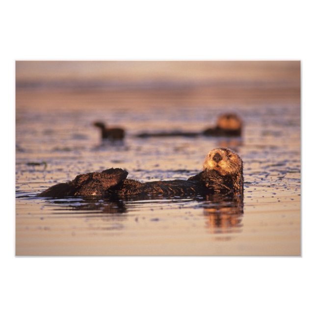 Sea Otters, Enhydra lutris 6 Photo Print (Front)