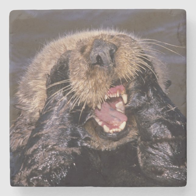 Sea Otters, Enhydra lutris 6 Stone Coaster (Front)