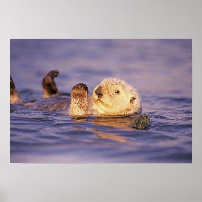 Sea Otters, Enhydra lutris Poster (Front)