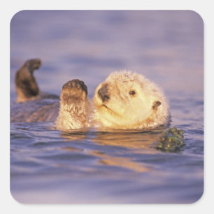 Sea Otters, Enhydra lutris Square Sticker