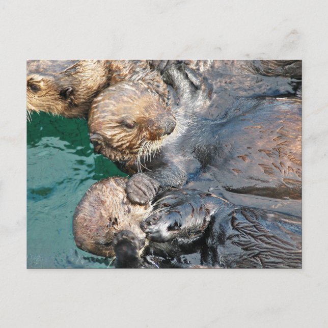 Sea Otters in Capture Pens Postcard (Front)