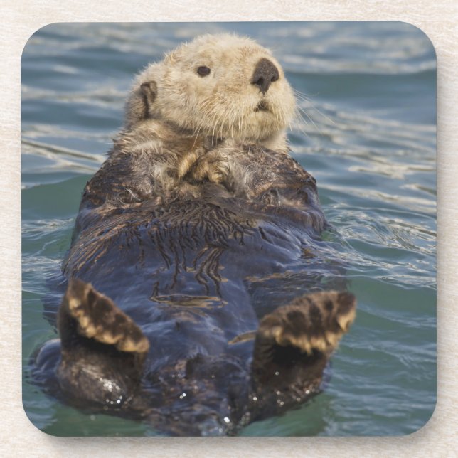 Sea otters play on icebergs at Surprise Inlet Coaster (Front)