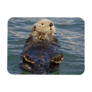 Sea otters play on icebergs at Surprise Inlet Magnet
