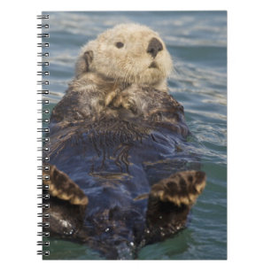 Sea otters play on icebergs at Surprise Inlet Notebook