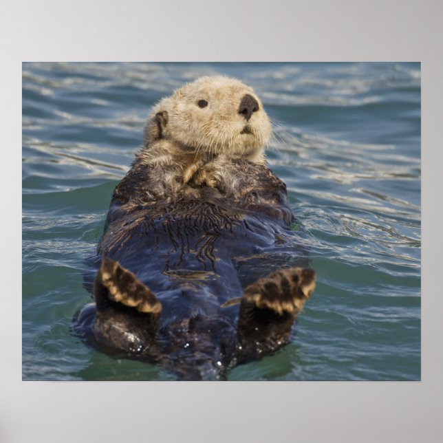 Sea otters play on icebergs at Surprise Inlet Poster (Front)