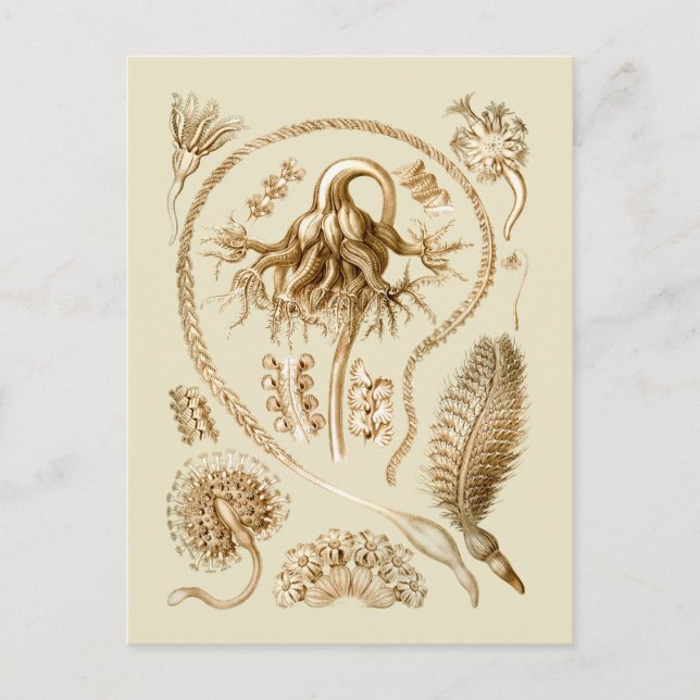 Sea Pens Postcard (Front)