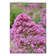 Sea Pink