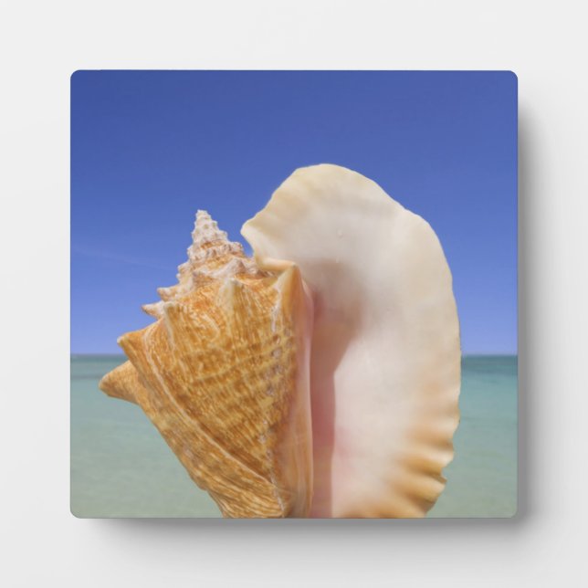 Sea Shell Close Up Plaque (Front)