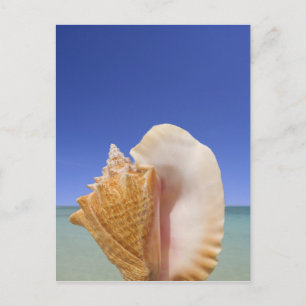 Sea Shell Close Up Postcard
