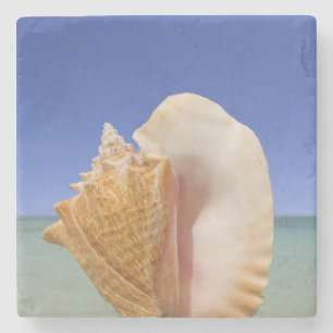 Sea Shell Close Up Stone Coaster