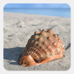Sea shell, Giant conch, Cypraeacassis rufa Square Sticker