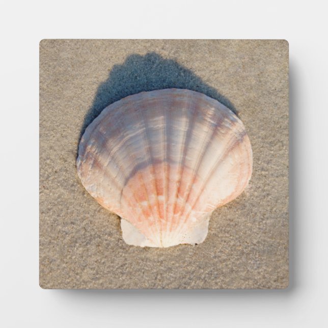 Sea Shell Laying On Sandy Beach Plaque (Front)