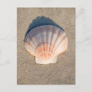 Sea Shell Laying On Sandy Beach Postcard