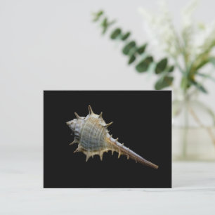 Sea Shell Postcard