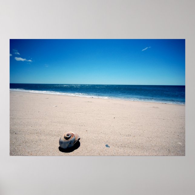 Sea Shell Poster (Front)