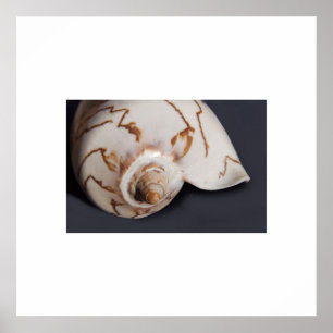 Sea Shell Poster
