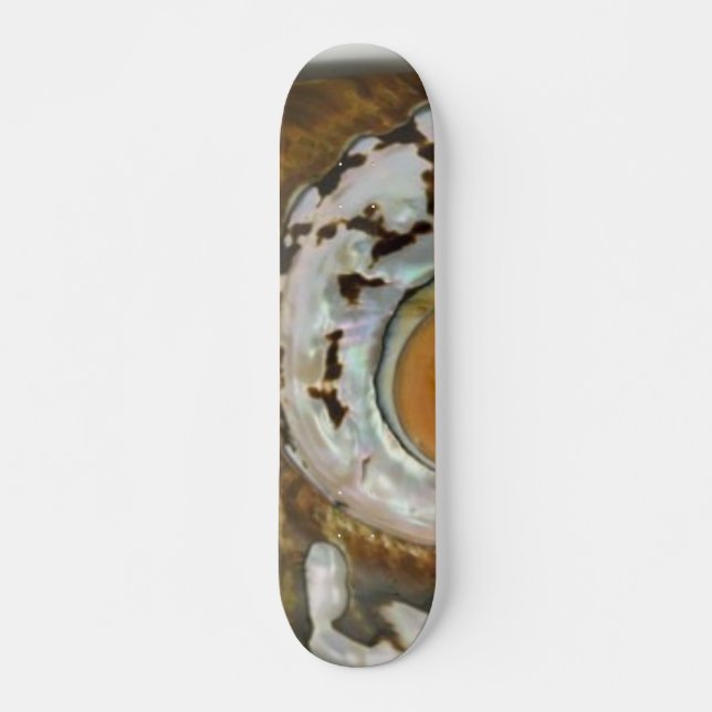 Sea Shell Skateboard (Front)