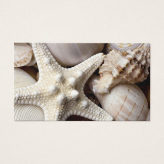 Sea Shell Starfish Background - Beach Shells
