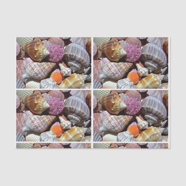 Sea Shell Tissue Paper - HAMbyWG (Front)