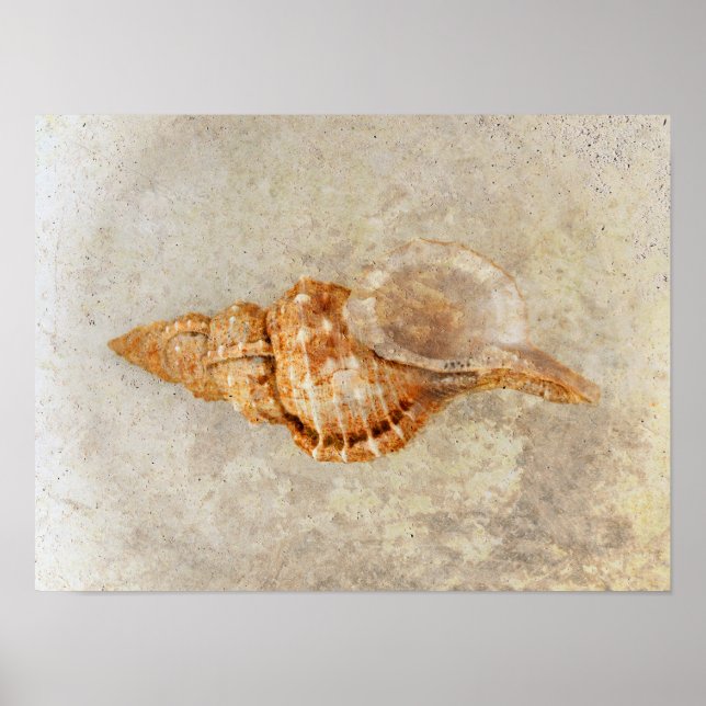 Sea Shell Vintage Antique Ocean Beach Texture Poster (Front)