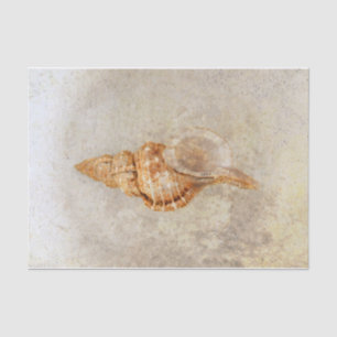 Sea Shell Vintage Antique  Ocean Beach Texture Tissue Paper