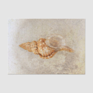 Sea Shell Vintage Antique  Ocean Beach Texture Tissue Paper
