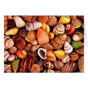 Sea Shells