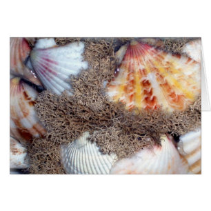 Sea Shells 3