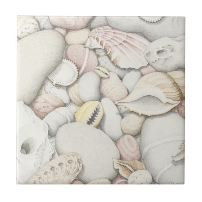 Sea Shells and Pebbles in Colored Pencil Tile (Front)
