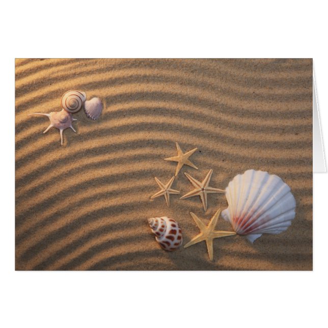 Sea Shells And Starfish (Front Horizontal)