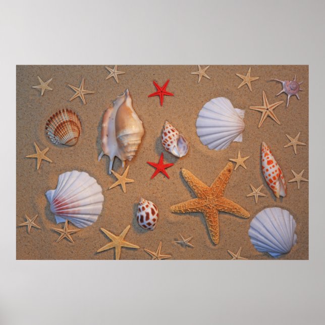 Sea Shells And Starfish Arranged On Sand Poster (Front)